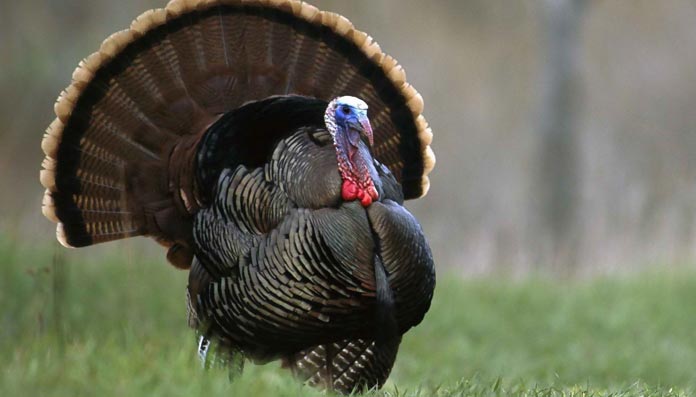 turkey trivia picture