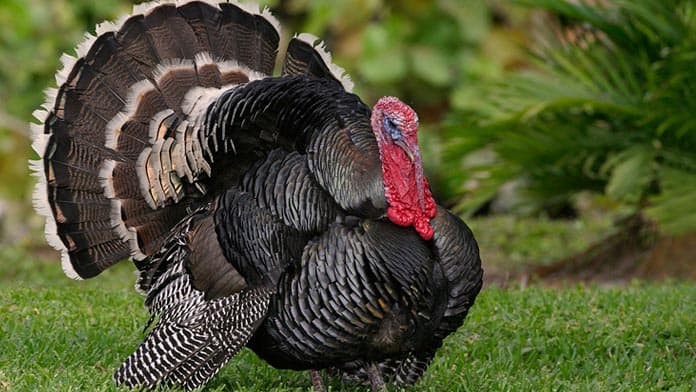 turkey picture