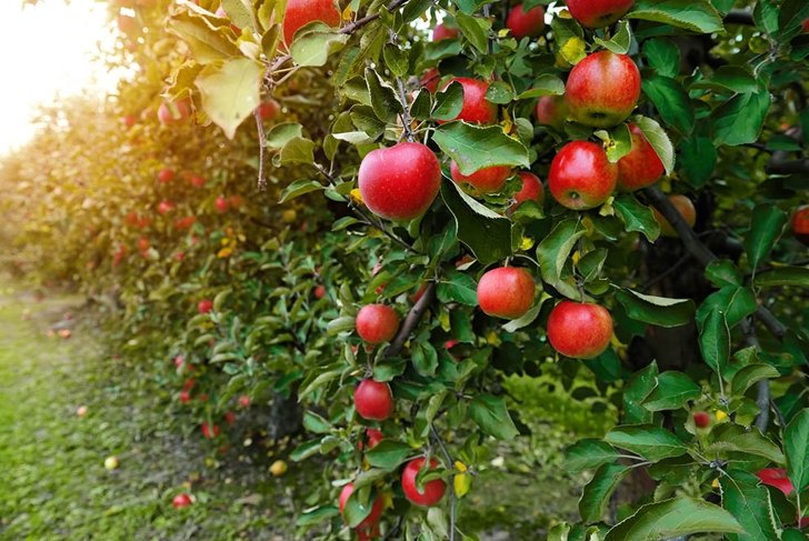 organic apple orchard
