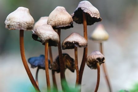 Mushroom Magic
